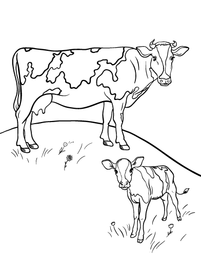 Free Cow Coloring Page - SheetalColor.com