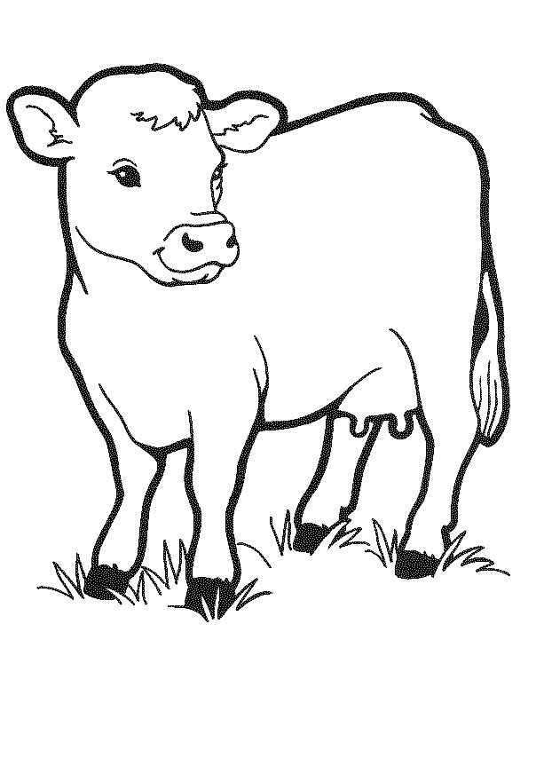 Free Printable Cow Coloring Pages For Kids - SheetalColor.com