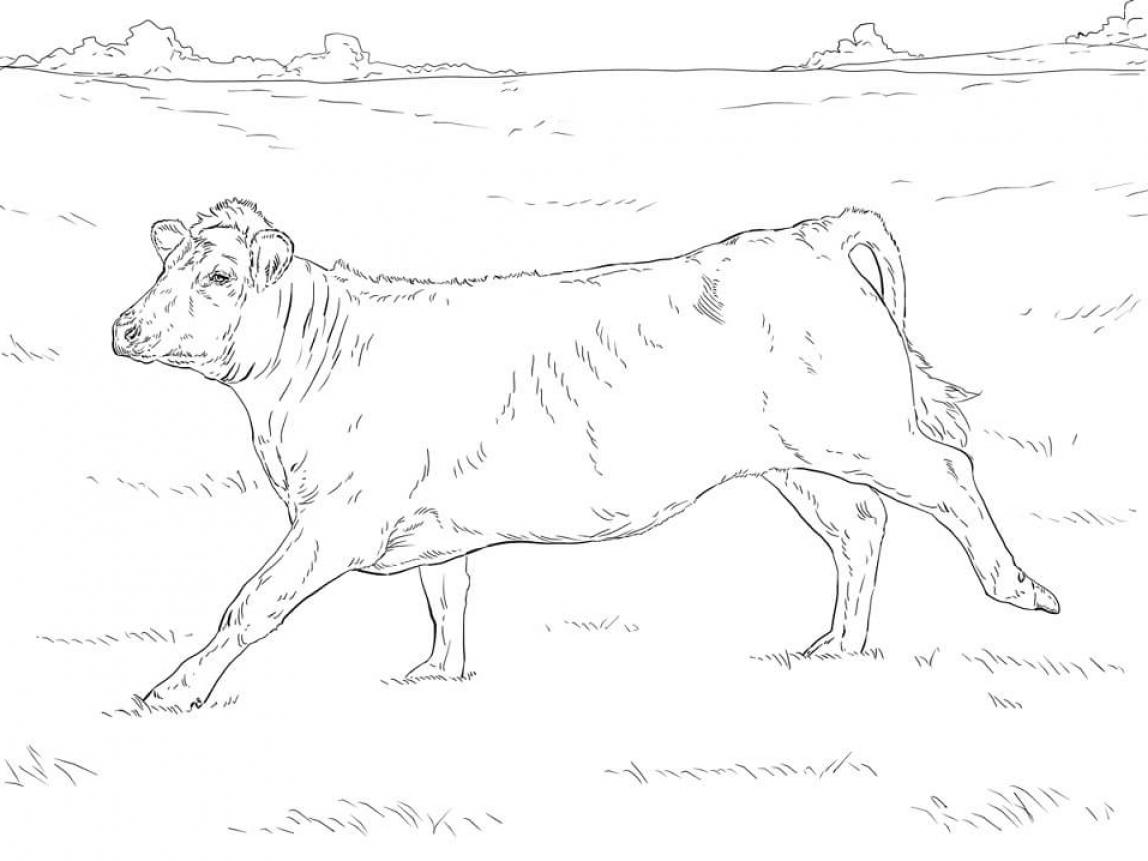 Real Cow Coloring Pages - SheetalColor.com