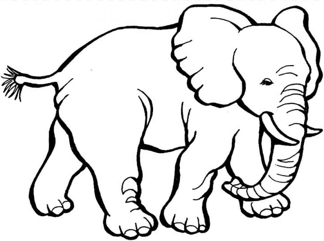 Elephant Coloring Pages - SheetalColor.com