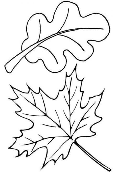 Fall leaves coloring pages, Leaf ... - SheetalColor.com