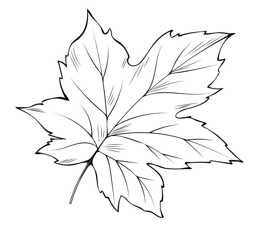 Maple Leaf to color for kids - SheetalColor.com