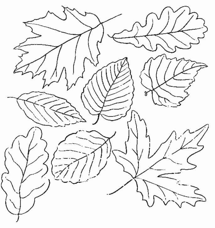 Leaves Coloring Pages To Print - SheetalColor.com