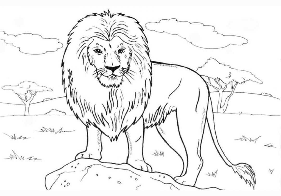 Lion Coloring Pages - SheetalColor.com