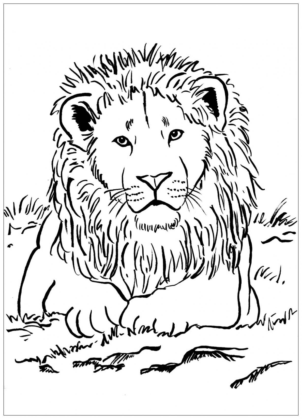 Lion Kids Coloring Pages to Print - SheetalColor.com