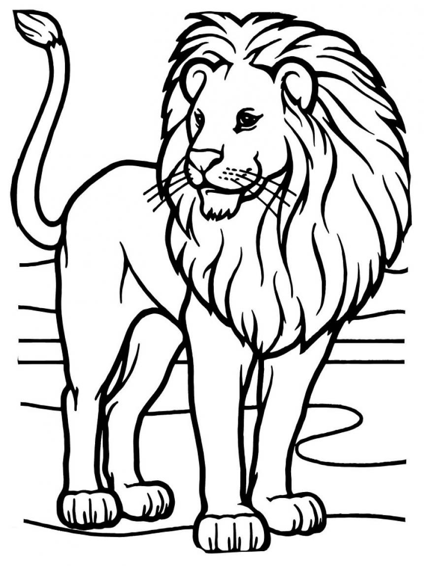 African Lion Coloring Page - SheetalColor.com