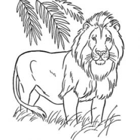 Free Printable Lion Coloring Pages - SheetalColor.com