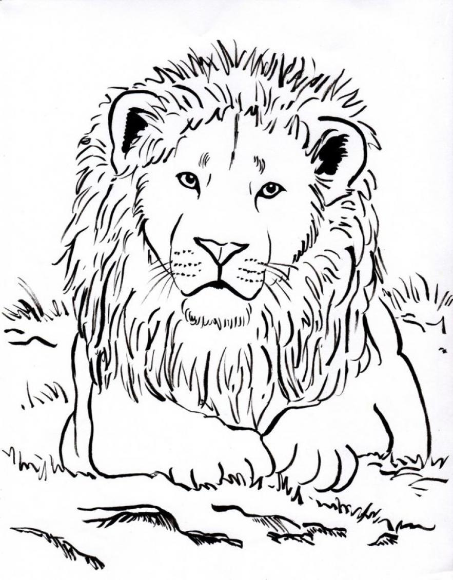 Printables Lion Coloring Sheet Archive - SheetalColor.com