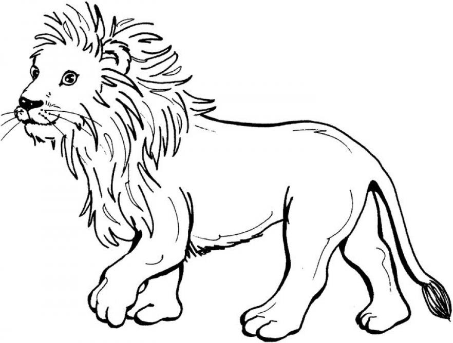 Lion Coloring Pages For Kids - SheetalColor.com