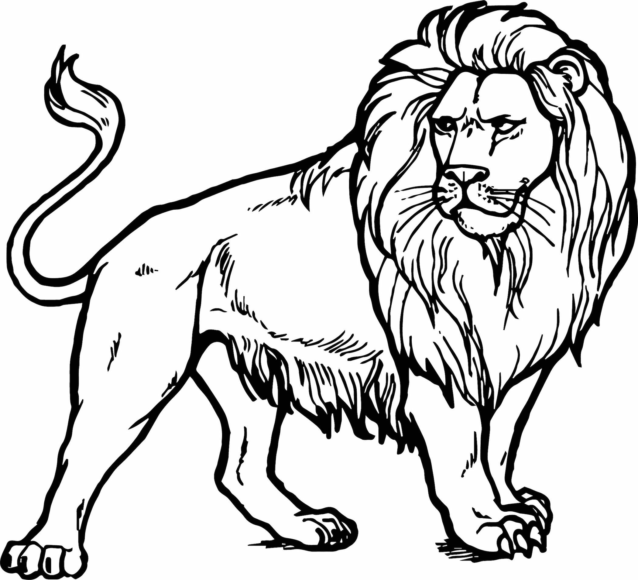 Lion Coloring Pages Lion Black White Drawing - SheetalColor.com
