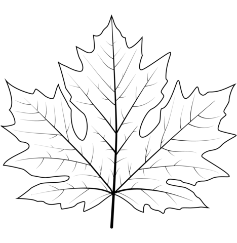 Big Leaf Maple Leaf coloring page - SheetalColor.com