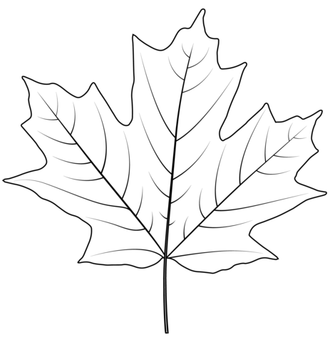 Sugar Maple Leaf coloring page | Free Printable Coloring Pages - SheetalColor.com