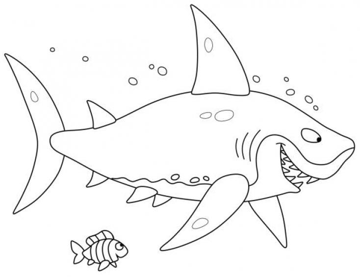 shark Coloring Page Illustrations - SheetalColor.com