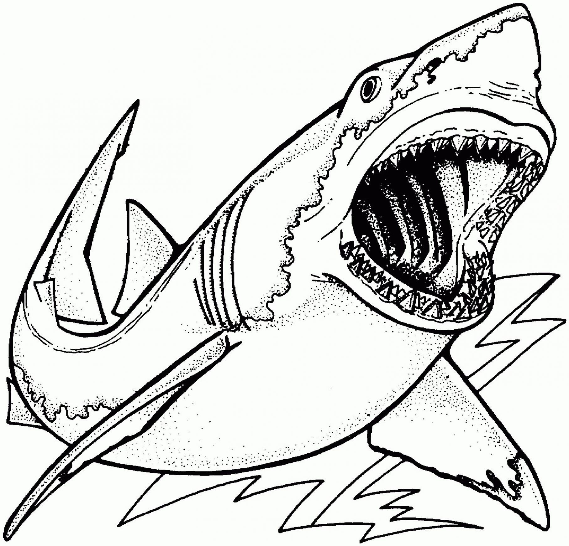 Shark Coloring Pages PDF Printable - SheetalColor.com