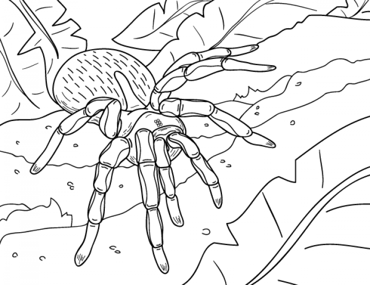 Printable Spider Coloring Page - SheetalColor.com