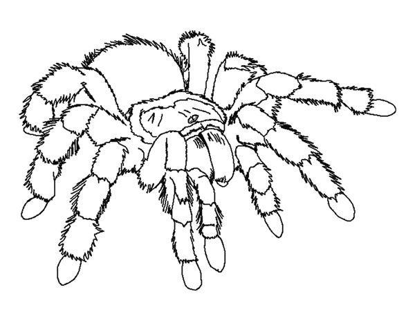 Spider Bug Coloring Sheet - SheetalColor.com