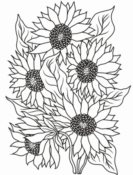 Printable Sunflower Coloring Sheets Easy for Kids - Blank Outline ...