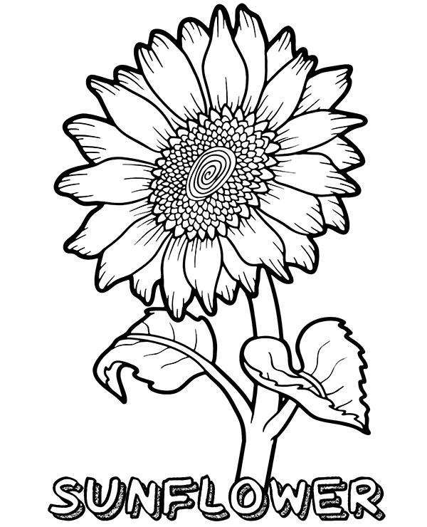 A big sunflower coloring page - SheetalColor.com