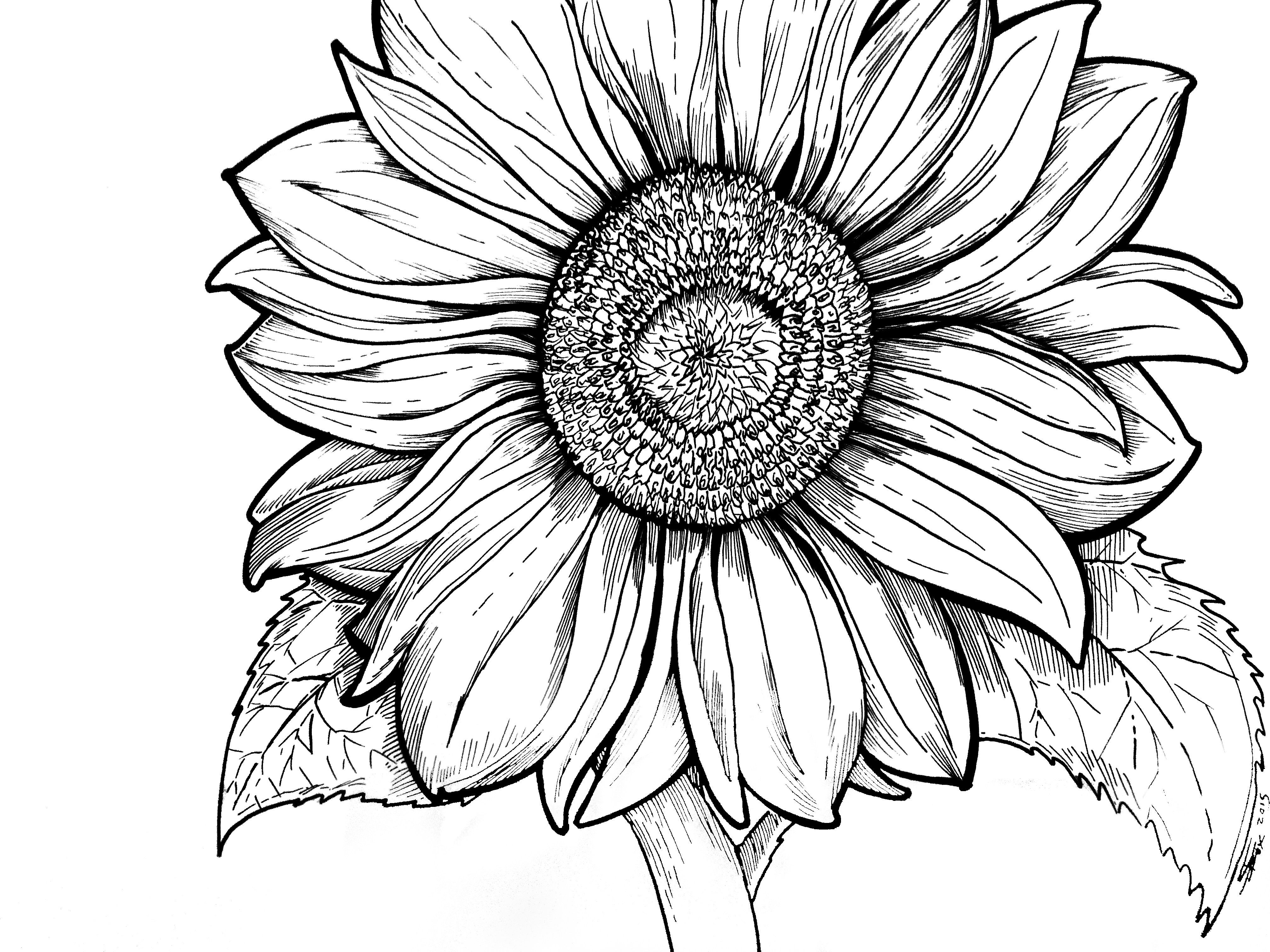 Beautiful Sunflower Coloring Pages For Kids Drawing For Kids Art - SheetalColor.com