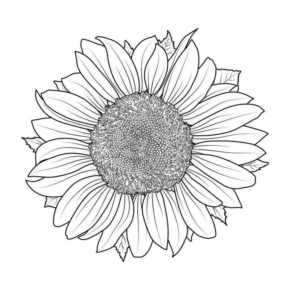 Printable Sunflower Coloring Sheets Easy for Kids - Blank Outline ...