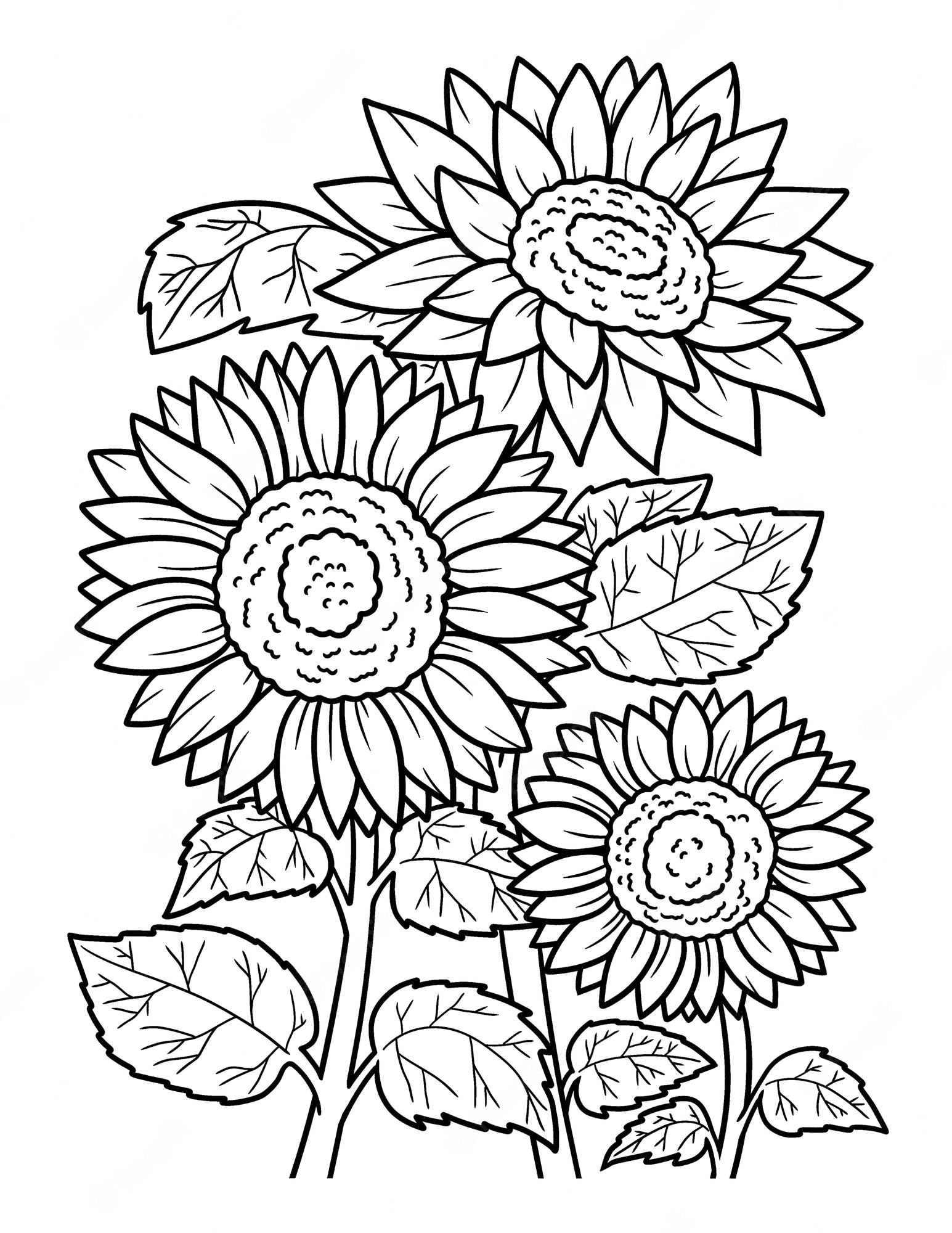 sunflower coloring page for adults - SheetalColor.com