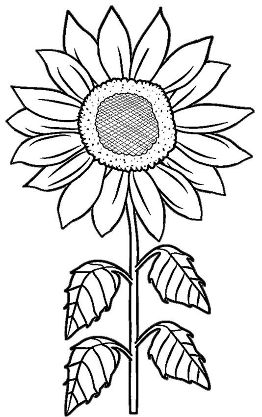 The Most Beautiful Sunflower Coloring Pages For Kids - SheetalColor.com