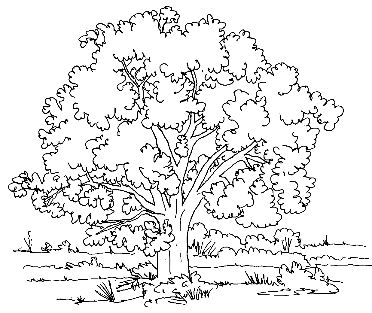 Free Printable Tree Coloring Page - SheetalColor.com