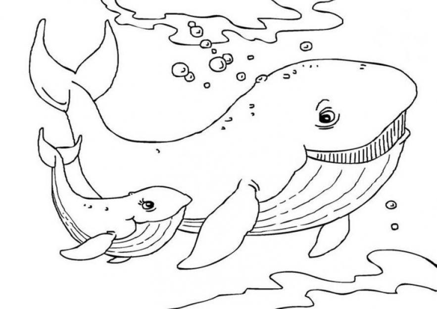 Free Printable Whale Coloring Pages For Kids - SheetalColor.com