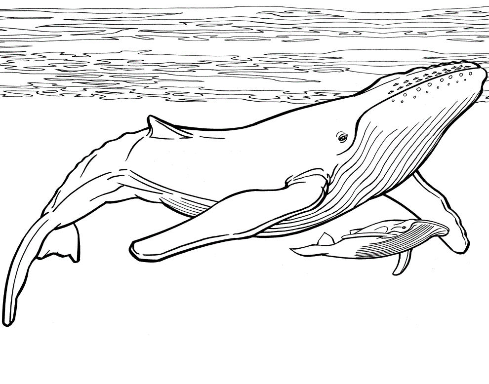 Two Blue Whales Coloring Pages - SheetalColor.com