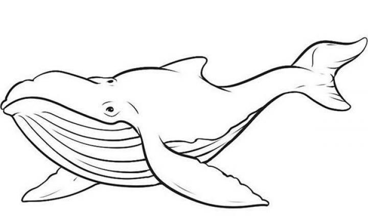 Picture of Whale Coloring Page - SheetalColor.com