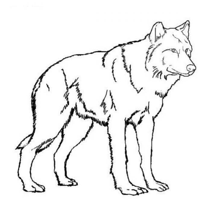 Wolf Amazing Wolf Coloring Page - SheetalColor.com
